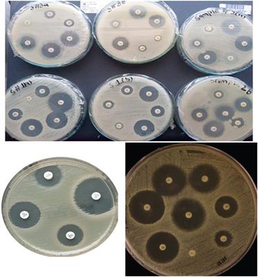 Isolation and characterization of pathogenic Klebsiella pneumoniae strains from lettuce: a potential source of antibiotic resistance and development of a mathematical model for ANOVA results